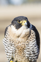 Halcón peregrino. Ave rapaz. Cetrería.