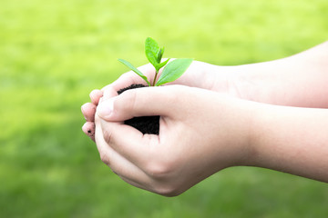 Green plant with green background