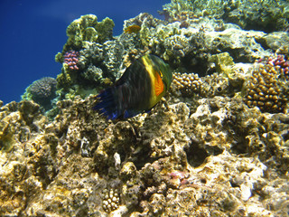 Naklejka na ściany i meble Tropical exotic fish in the Red sea. Cheilinus lunulatus