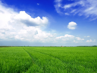 Obraz premium Wheat field against a blue sky