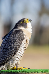 Halcón peregrino. Ave rapaz. Cetrería.