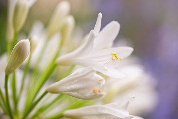Fototapeta na wymiar Close up of a white agapanthus flower