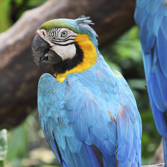 parrot bird sitting on the perch