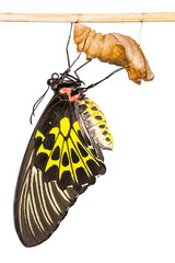 Naklejka premium Golden birdwing butterfly