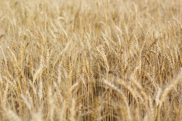 Backdrop of ripening ears yellow wheat field