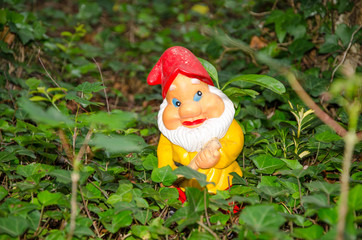 Obraz premium Garden gnome standing in ivy