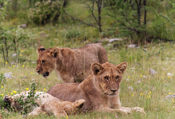 Young Lions at Etosha National Park