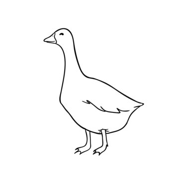 cute vector goose, coloring