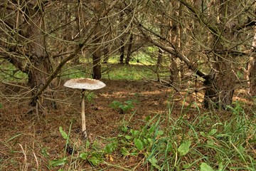 Parasol mushroom (Macrolepiota procera) in nature