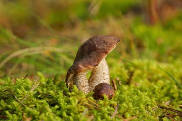 Fungus Birch bolete (Leccinum scabrum), Mushroom