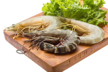 Tiger prawn