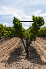 Fototapeta na wymiar Vignes de provence