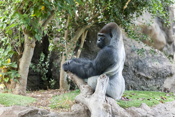 Gorilla in Loro-Parque. Tenerife. Spain.