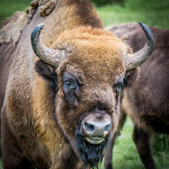 Buffalo, Scotland