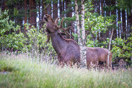 Eurasian Moose, Scotland
