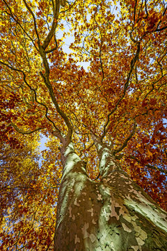 old tree - plane tree in the autumn time
