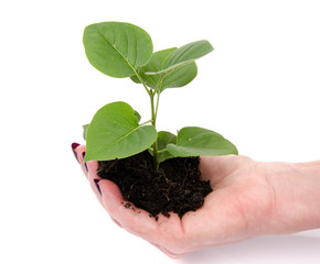 Life and growth concept with a human hand holding a green small