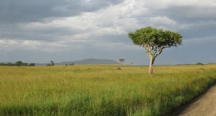 Tanzania parco nazionale