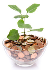 Growth concept with a green small plant planted in coins
