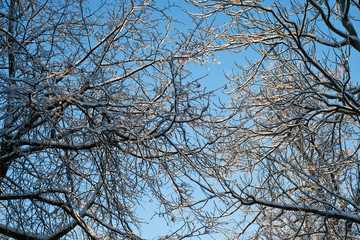Winter snow branches