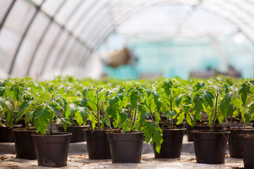 seedlings potted in peat tray