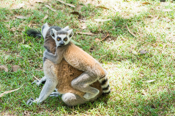Ring-tailed lemur (Lemur catta)