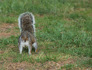 A Cute Grey Squirrel Out Searching for Food.