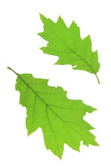 Roteiche (Quercus rubra)