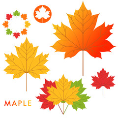 Maple