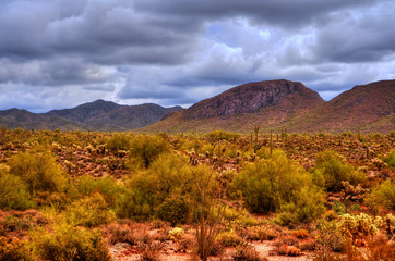 Fototapeta premium Sonora Desert
