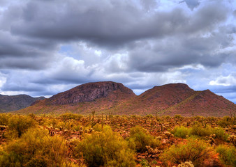 Sonora Desert