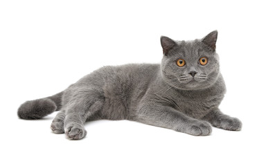 gray cat (breed scottish-straight, age 8,0 months) on a white ba