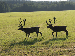 Naklejka premium Reindeers on swedish fjeld