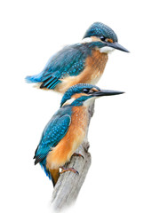 Kingfishers on Wnite Background