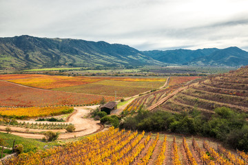 Beautiful Vineyard Landscape