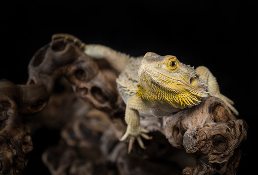 Bartagame