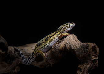 Leopardengecko
