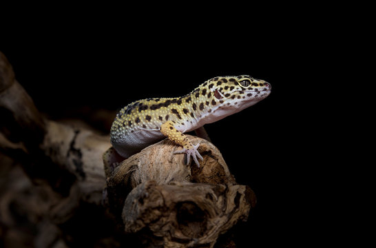 Leopardengecko