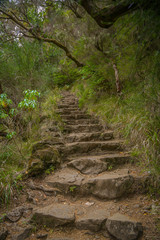 Stairway into the wildness