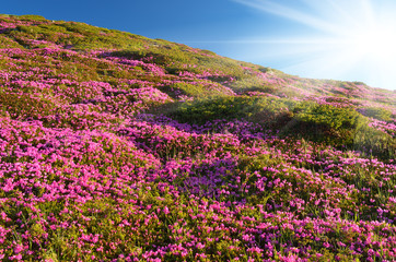 Obraz premium Blooming rhododendron in mountains