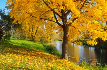 Photo sur Plexiglas Automne Journée d& 39 automne dans le parc