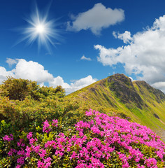 Obraz premium Rhododendron flowers in the mountains
