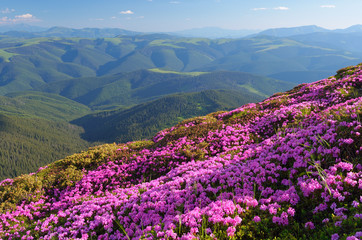 Flowering hillsides