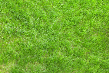 Green grass