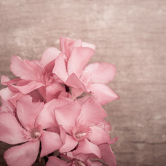 Pink oleander flowers close up on wooden background