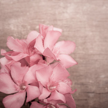 Pink oleander flowers close up on wooden background © dvoevnore