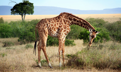 Naklejka na ściany i meble Girafe Masaï au Kenya