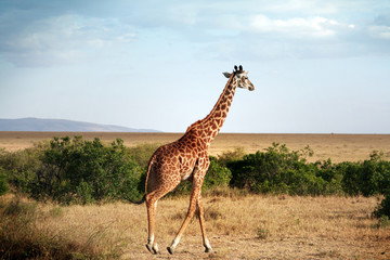 Girafe qui marche dans la savane
