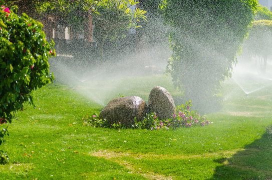 Automatic Sprinkle plants in the garden