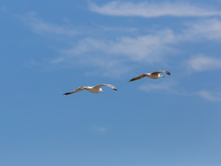 Sea birds seagulls (Larus Argentatus)